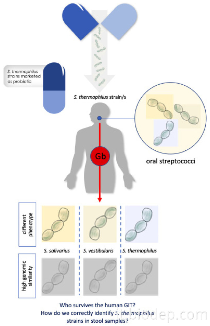 Streptococcus thermophilus 1 Streptococcus thermophilus 1